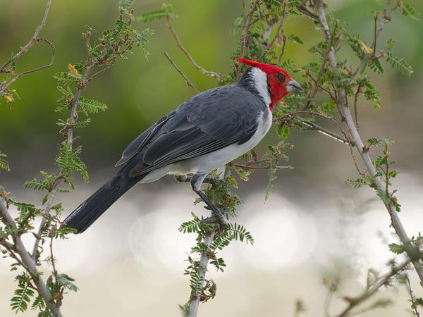 Roodkuifkardinaal (Paroaria coronata)